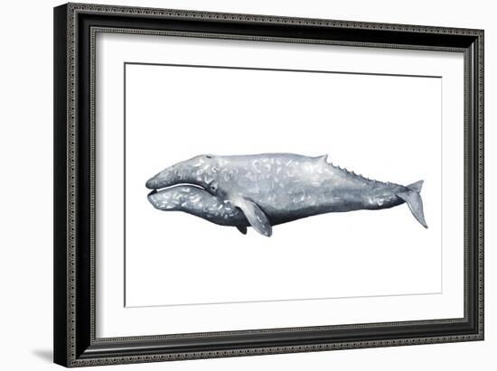 Whale Portrait IV-Grace Popp-Framed Art Print