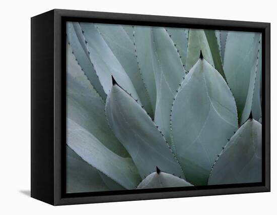 Whale's Tongue Agave-Karen Ussery-Framed Premier Image Canvas