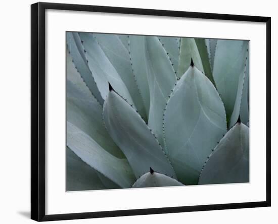 Whale's Tongue Agave-Karen Ussery-Framed Premium Giclee Print