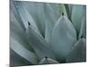 Whale's Tongue Agave-Karen Ussery-Mounted Premium Giclee Print