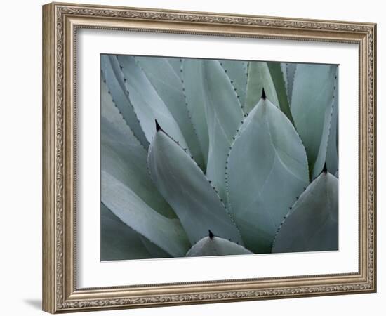 Whale's Tongue Agave-Karen Ussery-Framed Giclee Print