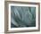 Whale's Tongue Agave-Karen Ussery-Framed Giclee Print