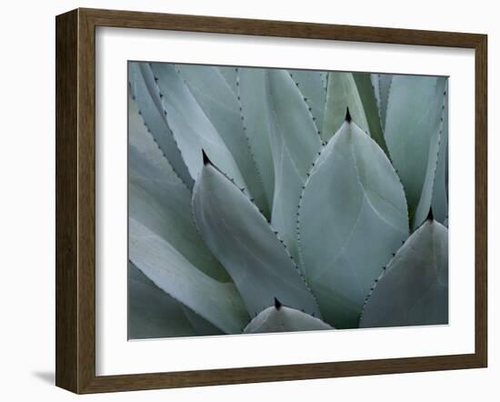 Whale's Tongue Agave-Karen Ussery-Framed Giclee Print