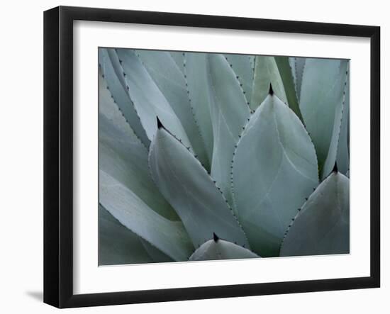 Whale's Tongue Agave-Karen Ussery-Framed Giclee Print