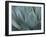 Whale's Tongue Agave-Karen Ussery-Framed Giclee Print