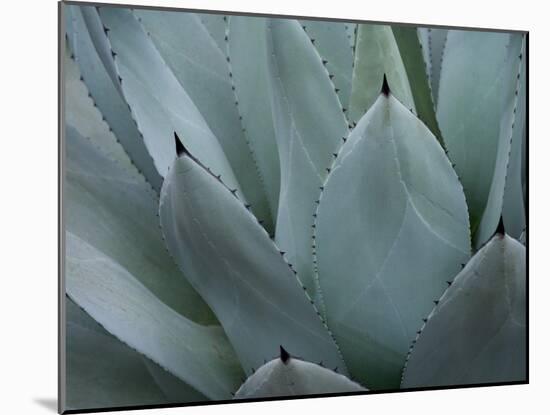 Whale's Tongue Agave-Karen Ussery-Mounted Giclee Print