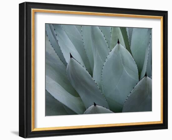 Whale's Tongue Agave-Karen Ussery-Framed Giclee Print