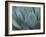 Whale's Tongue Agave-Karen Ussery-Framed Giclee Print