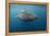 Whale Shark and Golden Trevally, Cenderawasih Bay, West Papua, Indonesia-Pete Oxford-Framed Premier Image Canvas