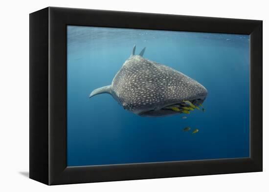 Whale Shark and Golden Trevally, Cenderawasih Bay, West Papua, Indonesia-Pete Oxford-Framed Premier Image Canvas