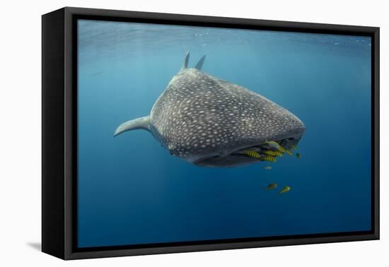 Whale Shark and Golden Trevally, Cenderawasih Bay, West Papua, Indonesia-Pete Oxford-Framed Premier Image Canvas