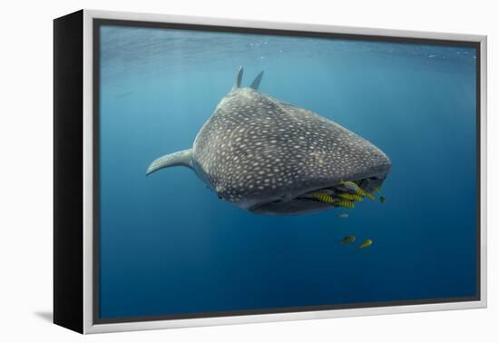 Whale Shark and Golden Trevally, Cenderawasih Bay, West Papua, Indonesia-Pete Oxford-Framed Premier Image Canvas