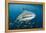 Whale Shark and Golden Trevally, Cenderawasih Bay, West Papua, Indonesia-Pete Oxford-Framed Premier Image Canvas