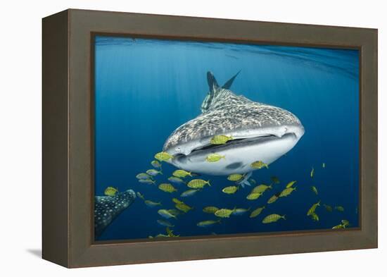 Whale Shark and Golden Trevally, Cenderawasih Bay, West Papua, Indonesia-Pete Oxford-Framed Premier Image Canvas