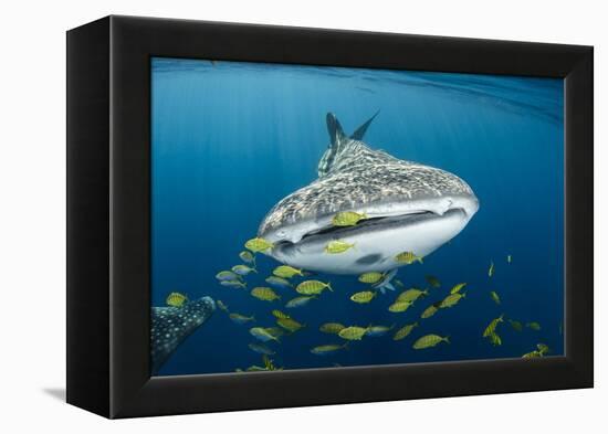 Whale Shark and Golden Trevally, Cenderawasih Bay, West Papua, Indonesia-Pete Oxford-Framed Premier Image Canvas