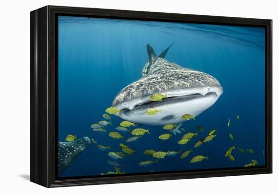 Whale Shark and Golden Trevally, Cenderawasih Bay, West Papua, Indonesia-Pete Oxford-Framed Premier Image Canvas