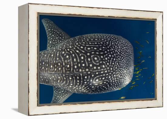 Whale Shark and Golden Trevally, Cenderawasih Bay, West Papua, Indonesia-Pete Oxford-Framed Premier Image Canvas