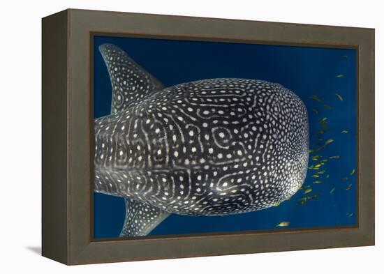 Whale Shark and Golden Trevally, Cenderawasih Bay, West Papua, Indonesia-Pete Oxford-Framed Premier Image Canvas