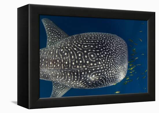 Whale Shark and Golden Trevally, Cenderawasih Bay, West Papua, Indonesia-Pete Oxford-Framed Premier Image Canvas