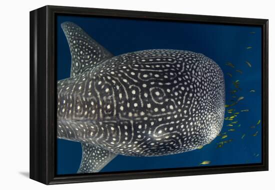 Whale Shark and Golden Trevally, Cenderawasih Bay, West Papua, Indonesia-Pete Oxford-Framed Premier Image Canvas