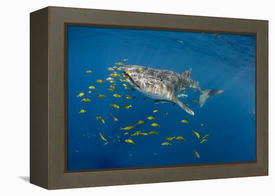 Whale Shark and Golden Trevally, Cenderawasih Bay, West Papua, Indonesia-Pete Oxford-Framed Premier Image Canvas