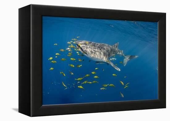 Whale Shark and Golden Trevally, Cenderawasih Bay, West Papua, Indonesia-Pete Oxford-Framed Premier Image Canvas