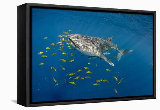 Whale Shark and Golden Trevally, Cenderawasih Bay, West Papua, Indonesia-Pete Oxford-Framed Premier Image Canvas