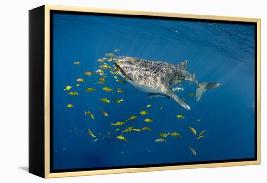 Whale Shark and Golden Trevally, Cenderawasih Bay, West Papua, Indonesia-Pete Oxford-Framed Premier Image Canvas