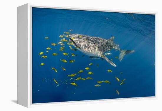 Whale Shark and Golden Trevally, Cenderawasih Bay, West Papua, Indonesia-Pete Oxford-Framed Premier Image Canvas