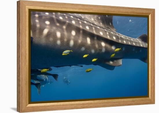 Whale Shark and Golden Trevally, Cenderawasih Bay, West Papua, Indonesia-Pete Oxford-Framed Premier Image Canvas