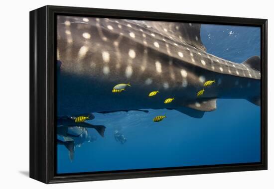 Whale Shark and Golden Trevally, Cenderawasih Bay, West Papua, Indonesia-Pete Oxford-Framed Premier Image Canvas