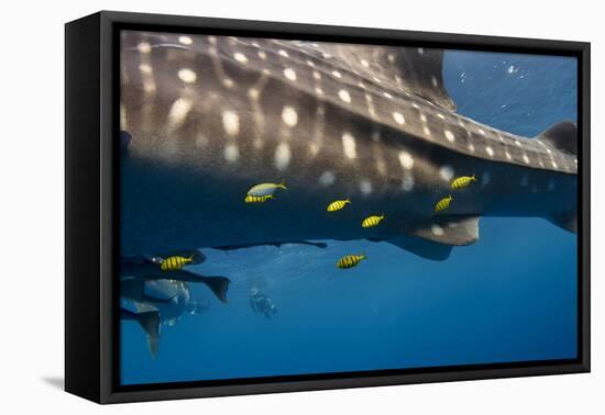 Whale Shark and Golden Trevally, Cenderawasih Bay, West Papua, Indonesia-Pete Oxford-Framed Premier Image Canvas