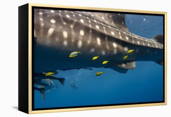 Whale Shark and Golden Trevally, Cenderawasih Bay, West Papua, Indonesia-Pete Oxford-Framed Premier Image Canvas