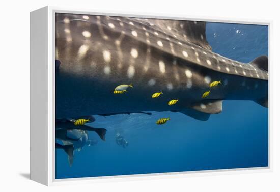 Whale Shark and Golden Trevally, Cenderawasih Bay, West Papua, Indonesia-Pete Oxford-Framed Premier Image Canvas