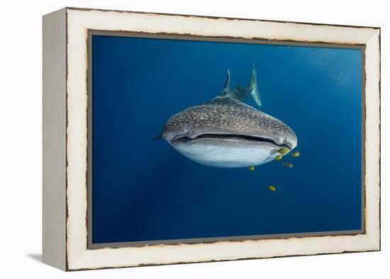 Whale Shark and Golden Trevally, Cenderawasih Bay, West Papua, Indonesia-Pete Oxford-Framed Premier Image Canvas