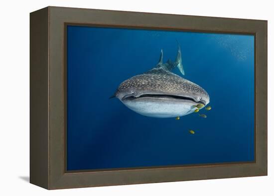 Whale Shark and Golden Trevally, Cenderawasih Bay, West Papua, Indonesia-Pete Oxford-Framed Premier Image Canvas