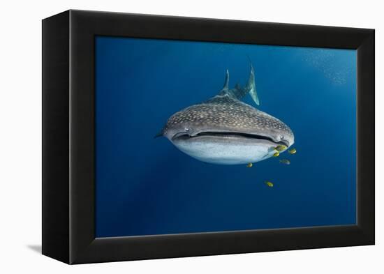 Whale Shark and Golden Trevally, Cenderawasih Bay, West Papua, Indonesia-Pete Oxford-Framed Premier Image Canvas