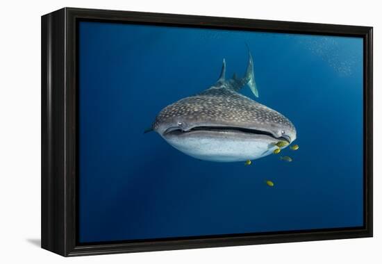 Whale Shark and Golden Trevally, Cenderawasih Bay, West Papua, Indonesia-Pete Oxford-Framed Premier Image Canvas