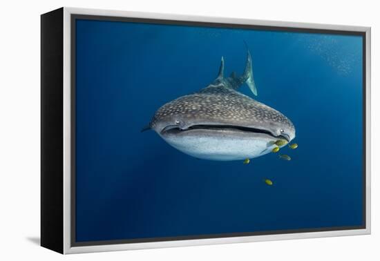 Whale Shark and Golden Trevally, Cenderawasih Bay, West Papua, Indonesia-Pete Oxford-Framed Premier Image Canvas