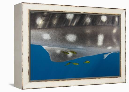 Whale Shark and Golden Trevally, Cenderawasih Bay, West Papua, Indonesia-Pete Oxford-Framed Premier Image Canvas