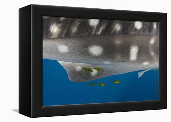 Whale Shark and Golden Trevally, Cenderawasih Bay, West Papua, Indonesia-Pete Oxford-Framed Premier Image Canvas