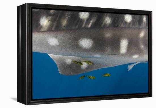 Whale Shark and Golden Trevally, Cenderawasih Bay, West Papua, Indonesia-Pete Oxford-Framed Premier Image Canvas