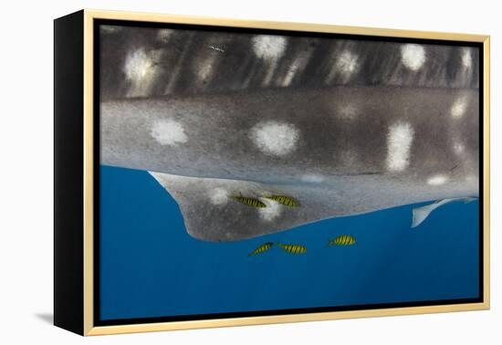 Whale Shark and Golden Trevally, Cenderawasih Bay, West Papua, Indonesia-Pete Oxford-Framed Premier Image Canvas