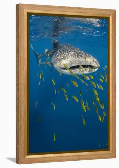 Whale Shark and Golden Trevally, Cenderawasih Bay, West Papua, Indonesia-Pete Oxford-Framed Premier Image Canvas