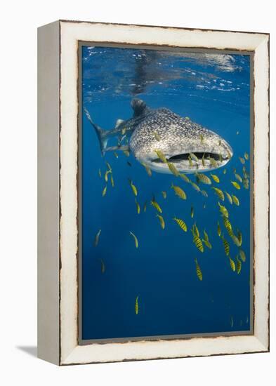 Whale Shark and Golden Trevally, Cenderawasih Bay, West Papua, Indonesia-Pete Oxford-Framed Premier Image Canvas