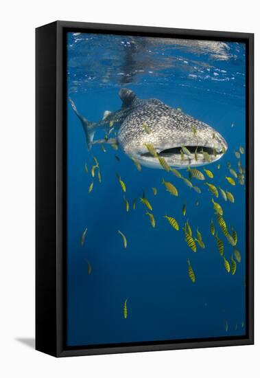 Whale Shark and Golden Trevally, Cenderawasih Bay, West Papua, Indonesia-Pete Oxford-Framed Premier Image Canvas