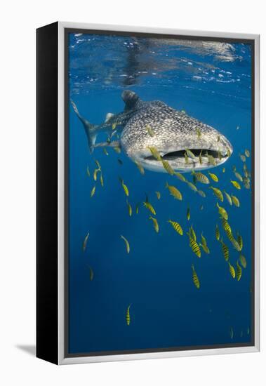 Whale Shark and Golden Trevally, Cenderawasih Bay, West Papua, Indonesia-Pete Oxford-Framed Premier Image Canvas