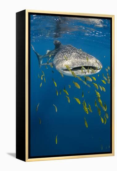 Whale Shark and Golden Trevally, Cenderawasih Bay, West Papua, Indonesia-Pete Oxford-Framed Premier Image Canvas