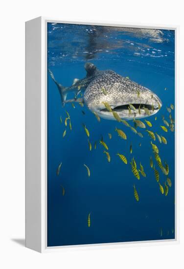 Whale Shark and Golden Trevally, Cenderawasih Bay, West Papua, Indonesia-Pete Oxford-Framed Premier Image Canvas