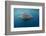 Whale Shark and Golden Trevally, Cenderawasih Bay, West Papua, Indonesia-Pete Oxford-Framed Photographic Print